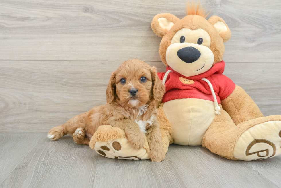 Adorable Cavalier King Charles Spaniel and Poodle Mix Poodle Mix Puppy