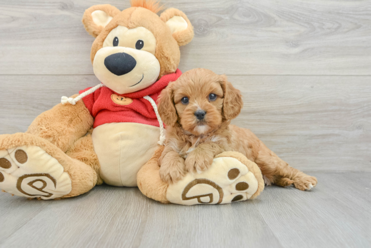 Best Cavapoo Baby