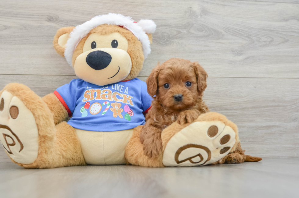 5 week old Cavapoo Puppy For Sale - Lone Star Pups