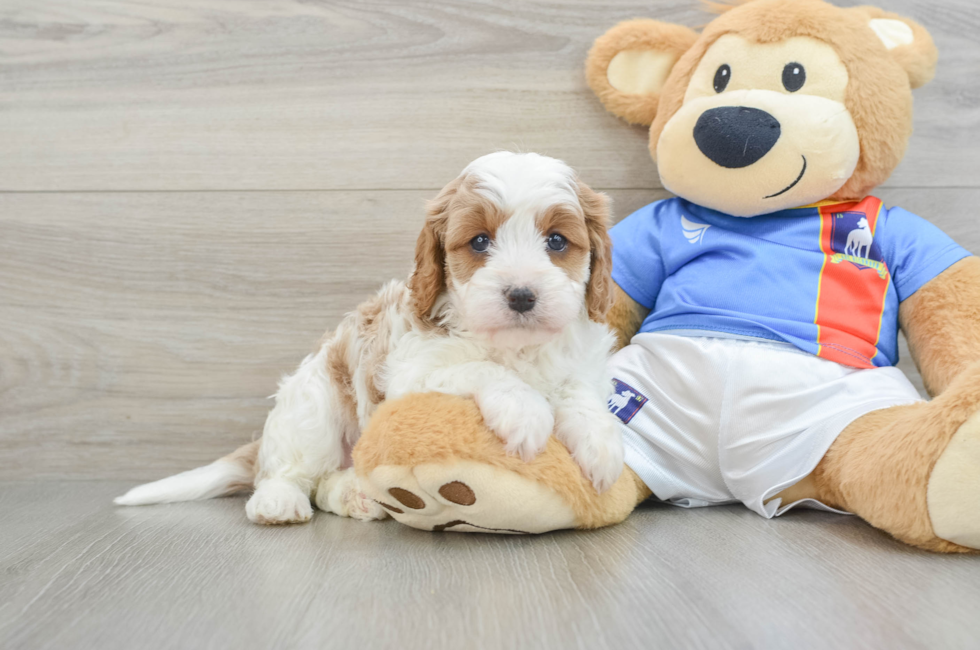 6 week old Cavapoo Puppy For Sale - Lone Star Pups