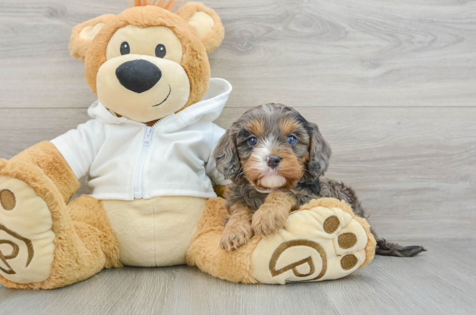 6 week old Cavapoo Puppy For Sale - Lone Star Pups