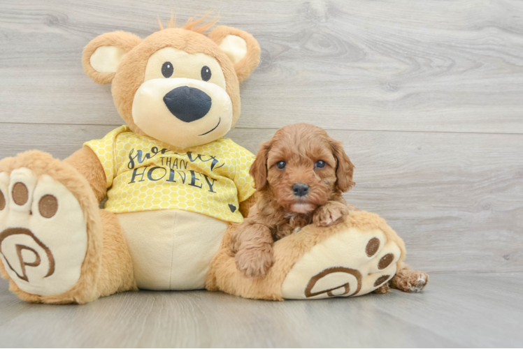 Best Cavapoo Baby