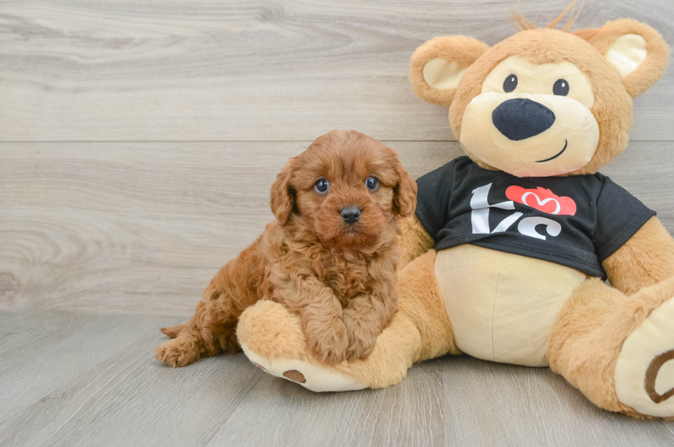 5 week old Cavapoo Puppy For Sale - Lone Star Pups