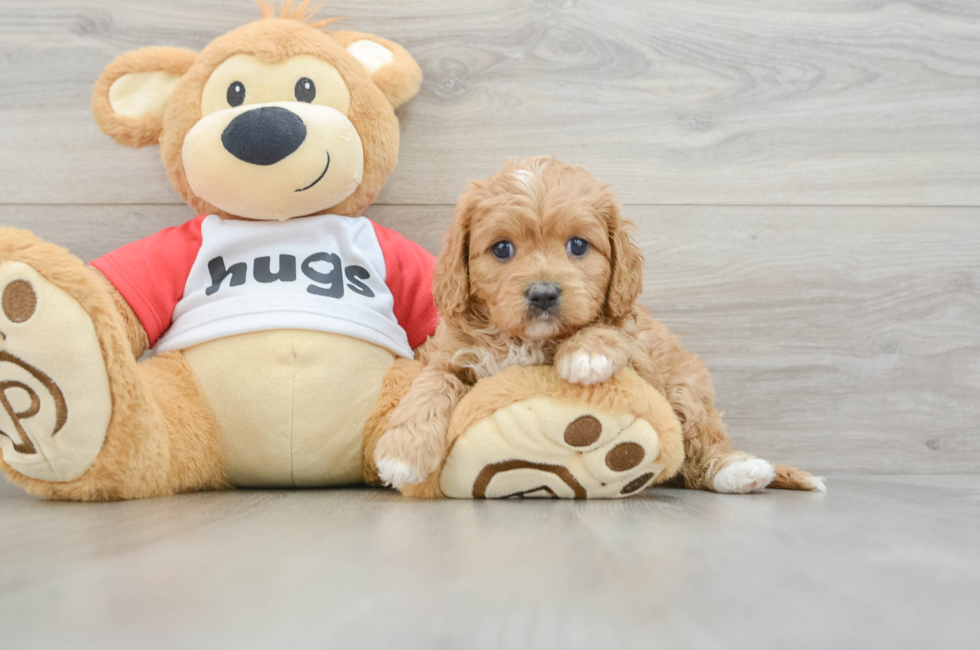 7 week old Cavapoo Puppy For Sale - Lone Star Pups