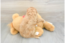 Popular Cavapoo Poodle Mix Pup