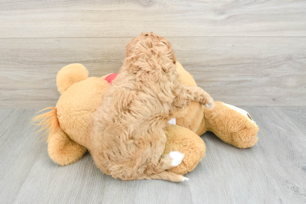 Popular Cavapoo Poodle Mix Pup