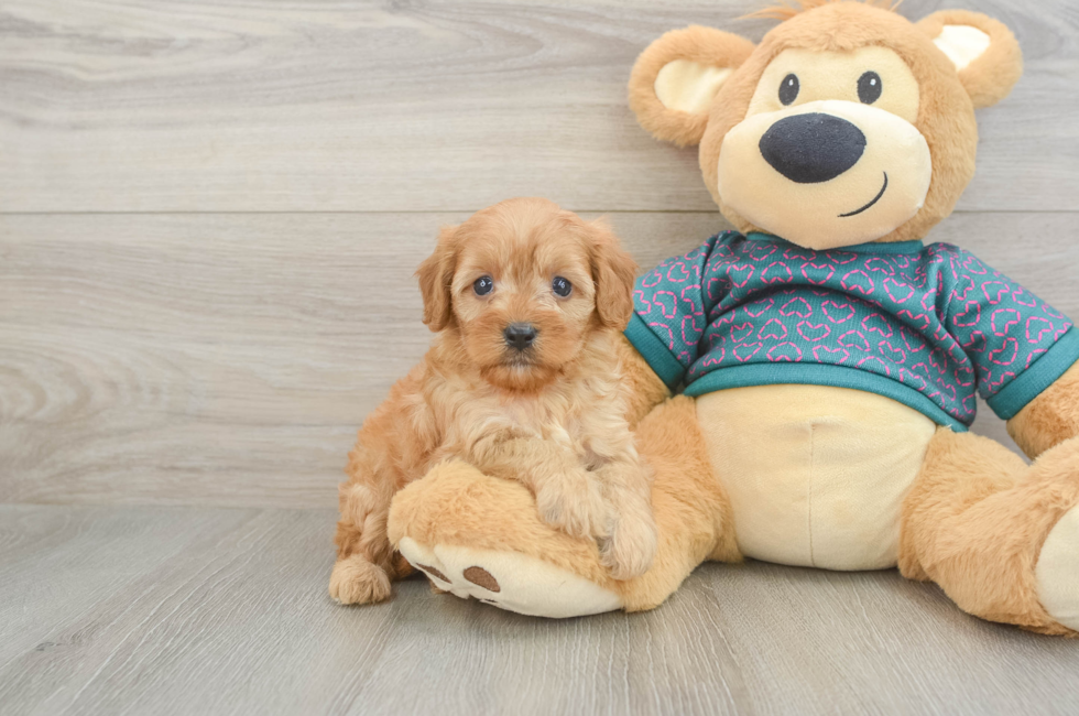 6 week old Cavapoo Puppy For Sale - Lone Star Pups
