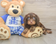 8 week old Cavapoo Puppy For Sale - Lone Star Pups