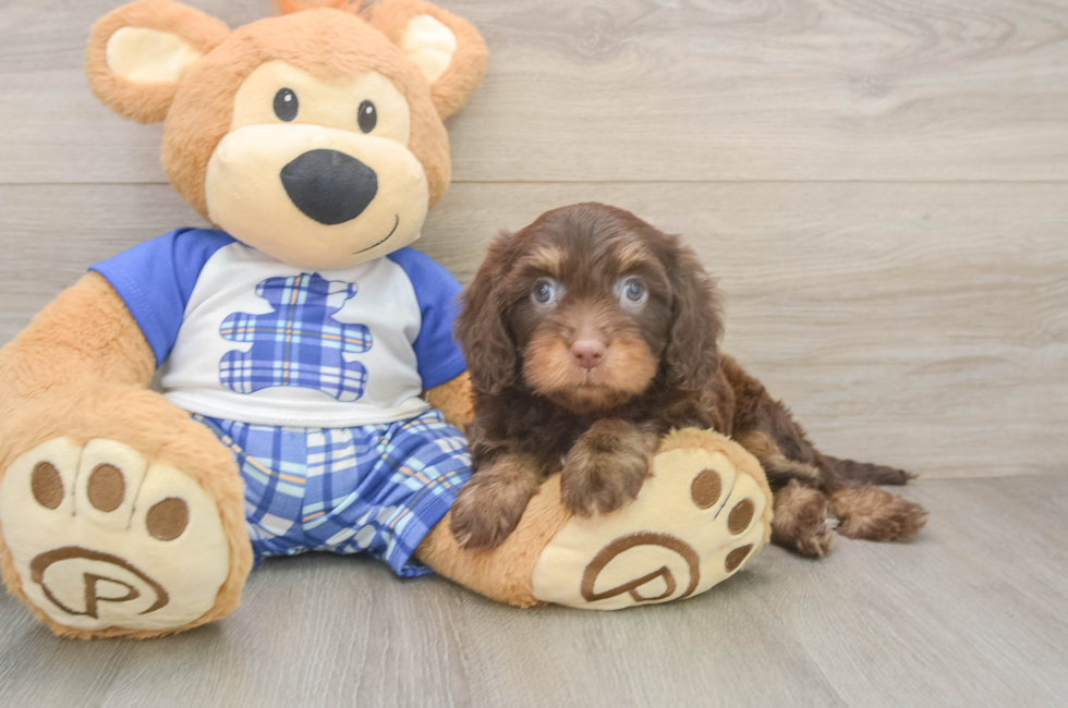 6 week old Cavapoo Puppy For Sale - Lone Star Pups