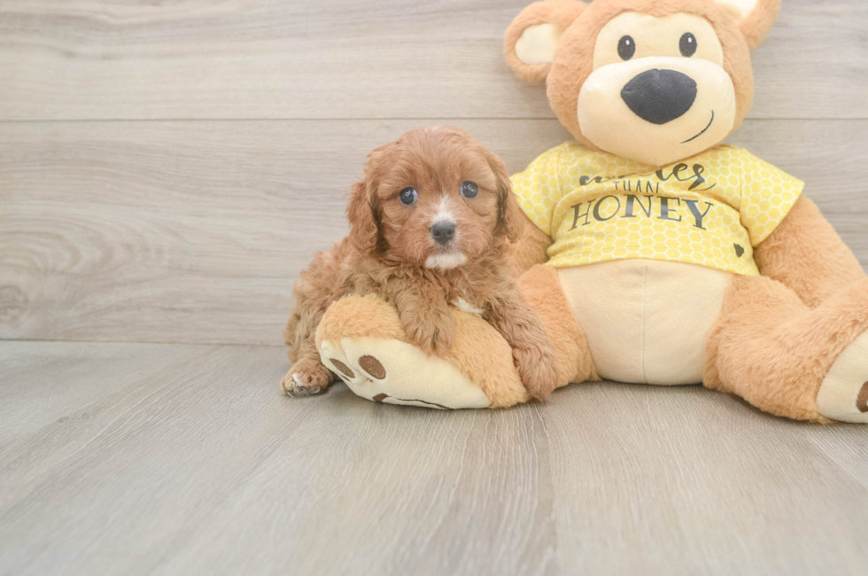 5 week old Cavapoo Puppy For Sale - Lone Star Pups