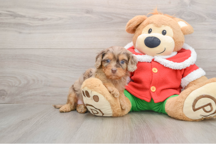 Cavapoo Puppy for Adoption