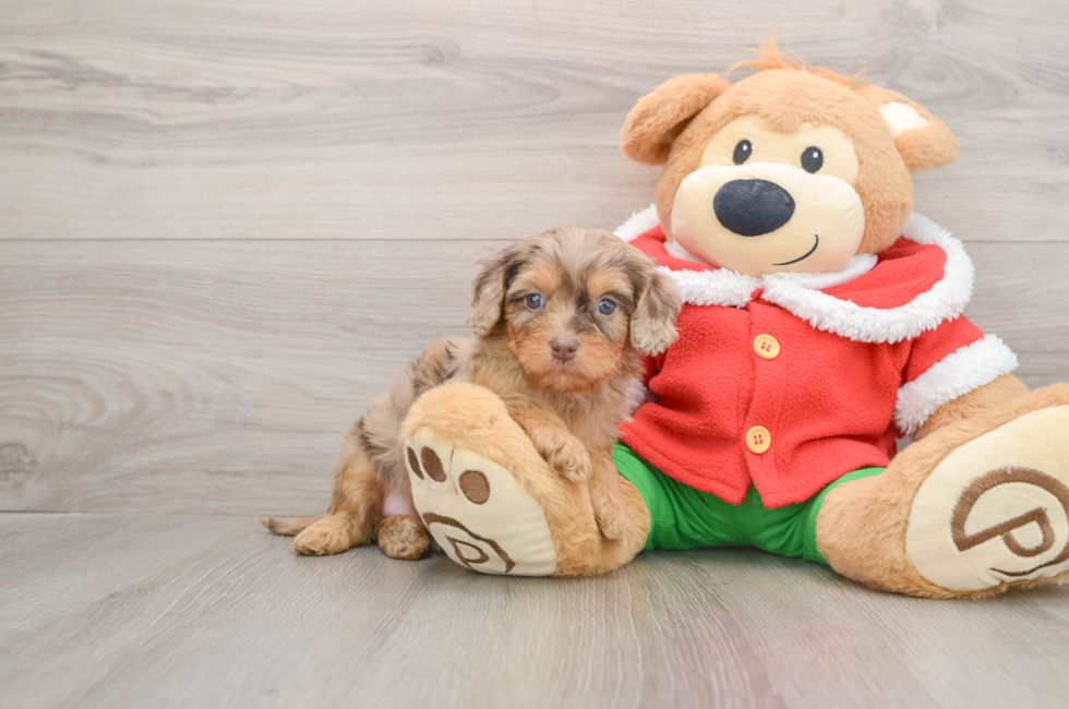 5 week old Cavapoo Puppy For Sale - Lone Star Pups