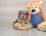 8 week old Cavapoo Puppy For Sale - Lone Star Pups