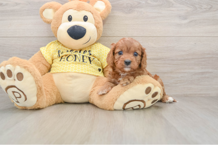 Smart Cavapoo Poodle Mix Pup