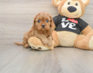 7 week old Cavapoo Puppy For Sale - Lone Star Pups
