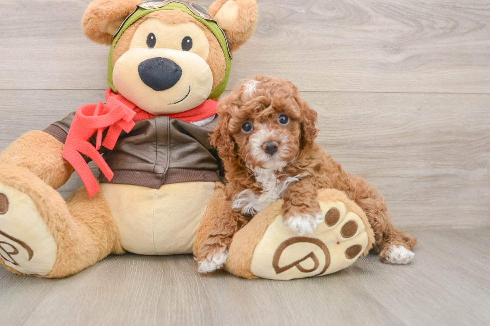 Happy Cavapoo Baby