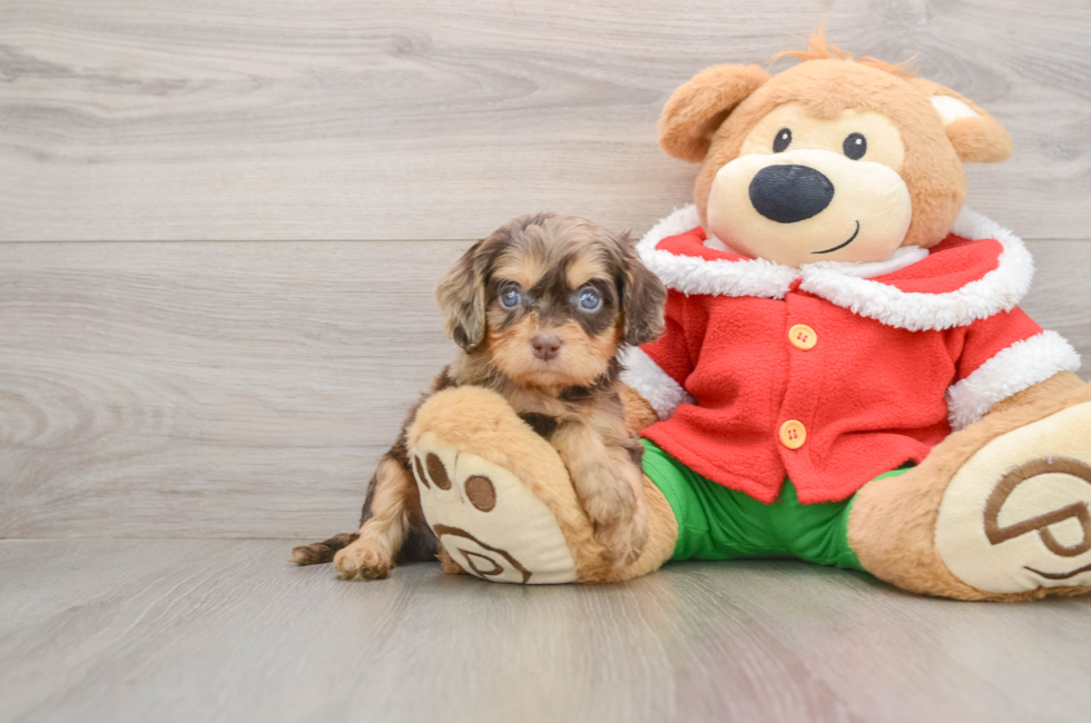 5 week old Cavapoo Puppy For Sale - Lone Star Pups