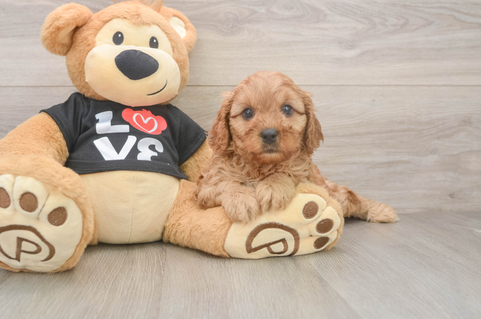 7 week old Cavapoo Puppy For Sale - Lone Star Pups