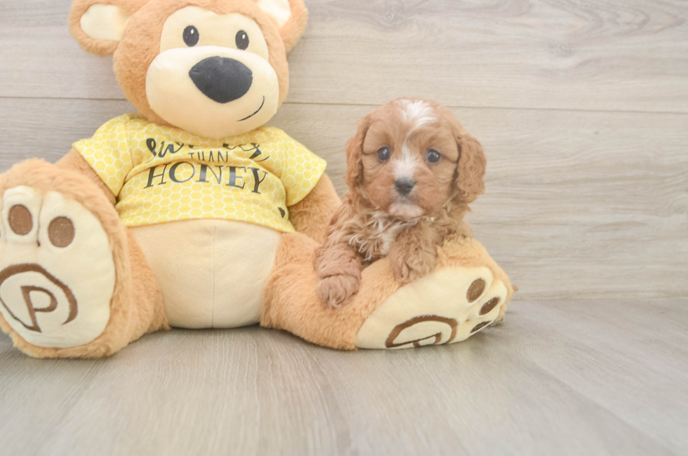 5 week old Cavapoo Puppy For Sale - Lone Star Pups