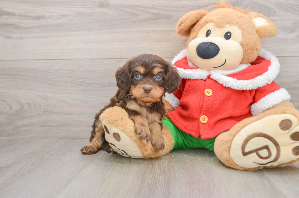 5 week old Cavapoo Puppy For Sale - Lone Star Pups