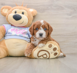 5 week old Cavapoo Puppy For Sale - Lone Star Pups