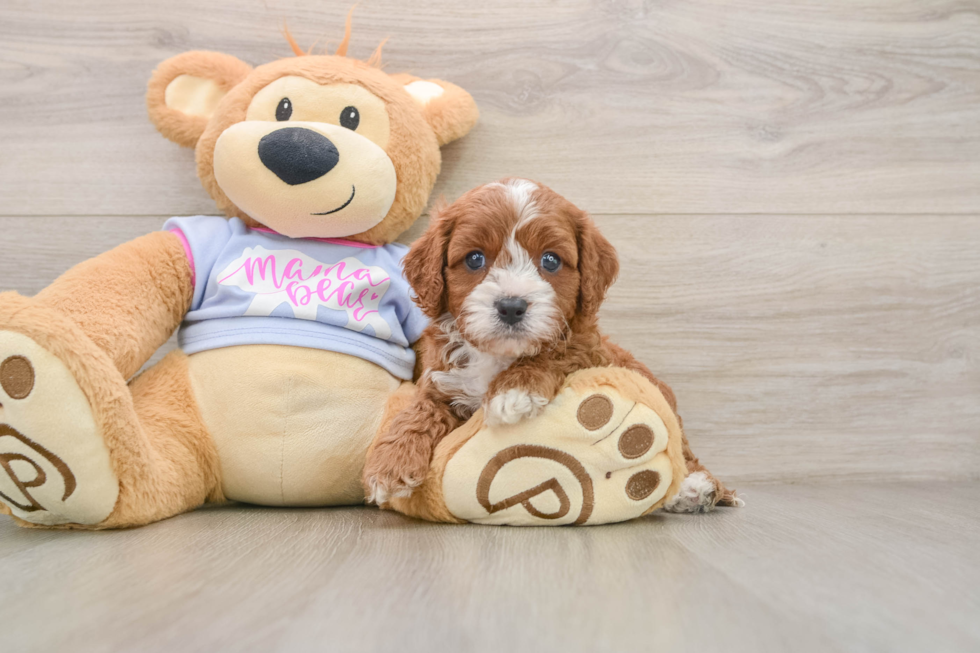 Cavapoo Puppy for Adoption