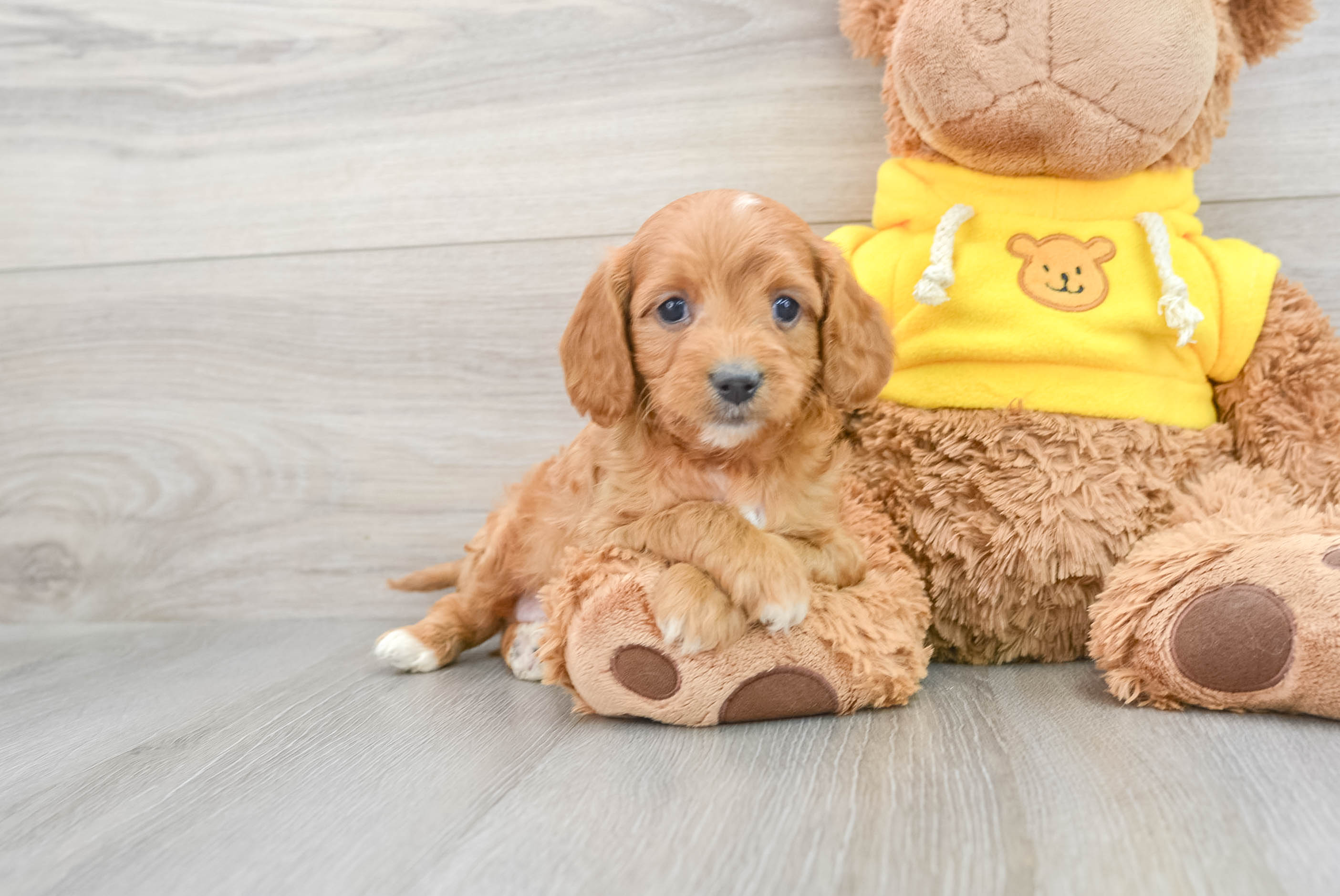 Cavapoo Pup Being Cute