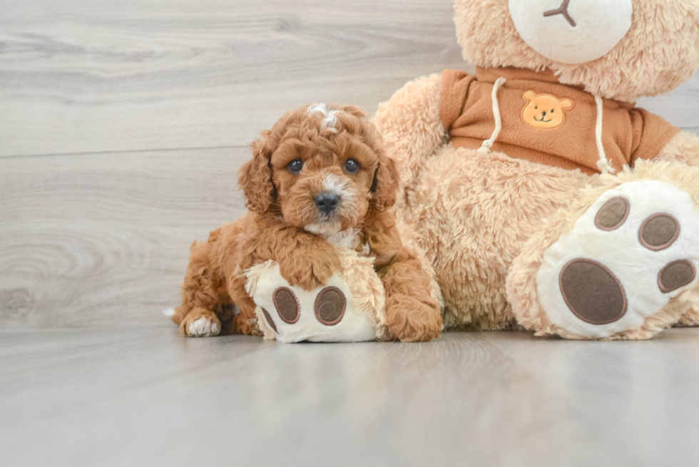 Friendly Cavapoo Baby