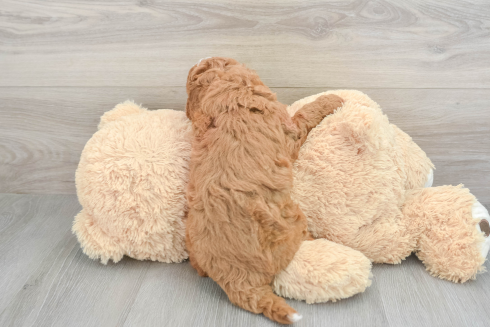 Cavapoo Pup Being Cute