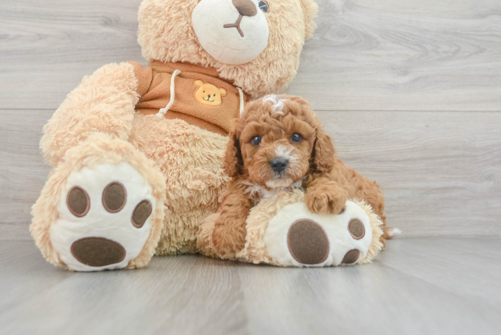 Adorable Cavoodle Poodle Mix Puppy