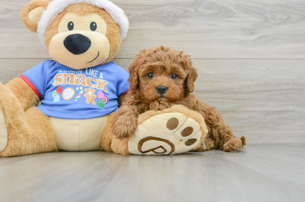 5 week old Cavapoo Puppy For Sale - Lone Star Pups