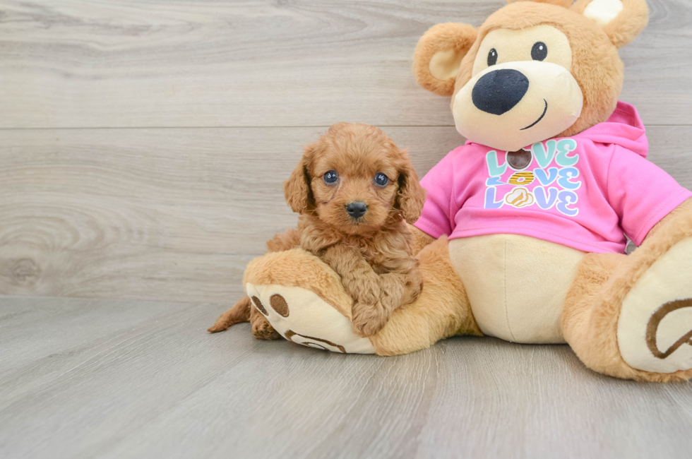 7 week old Cavapoo Puppy For Sale - Lone Star Pups