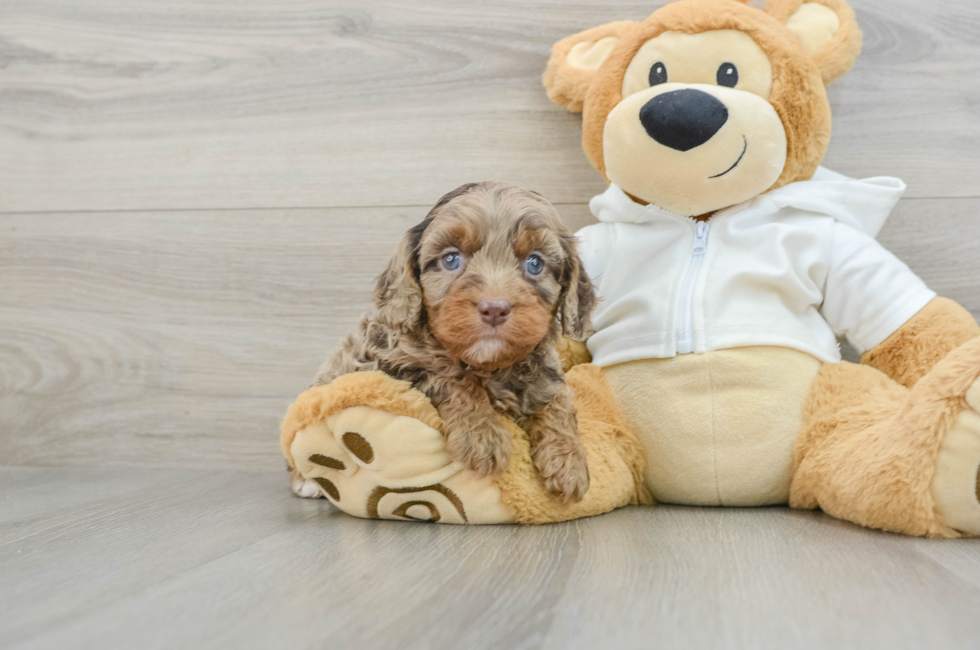 6 week old Cavapoo Puppy For Sale - Lone Star Pups