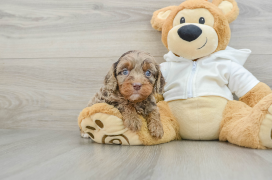 Cavapoo Puppy for Adoption