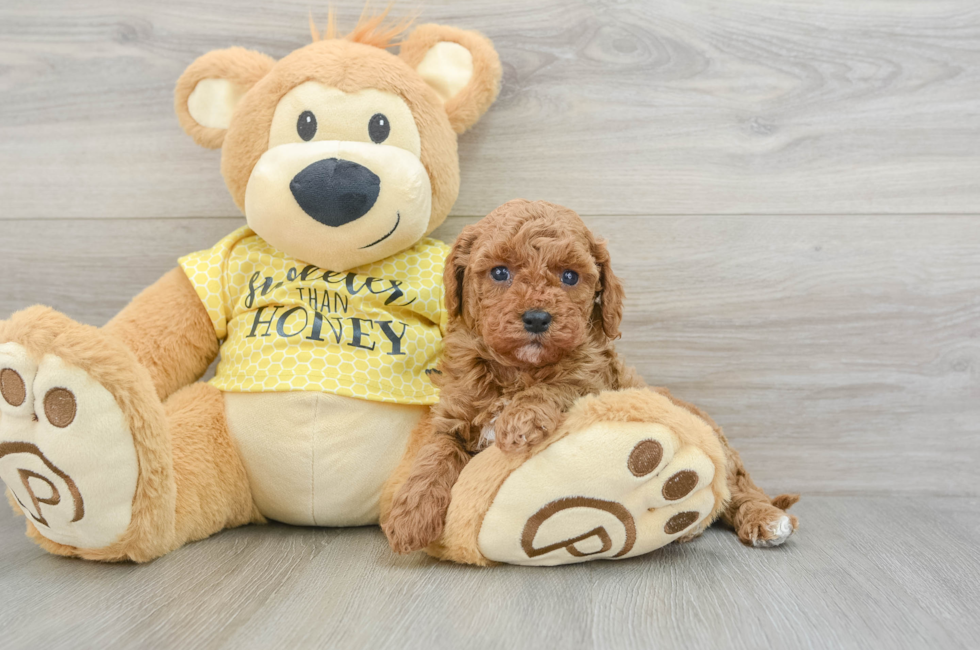 6 week old Cavapoo Puppy For Sale - Lone Star Pups