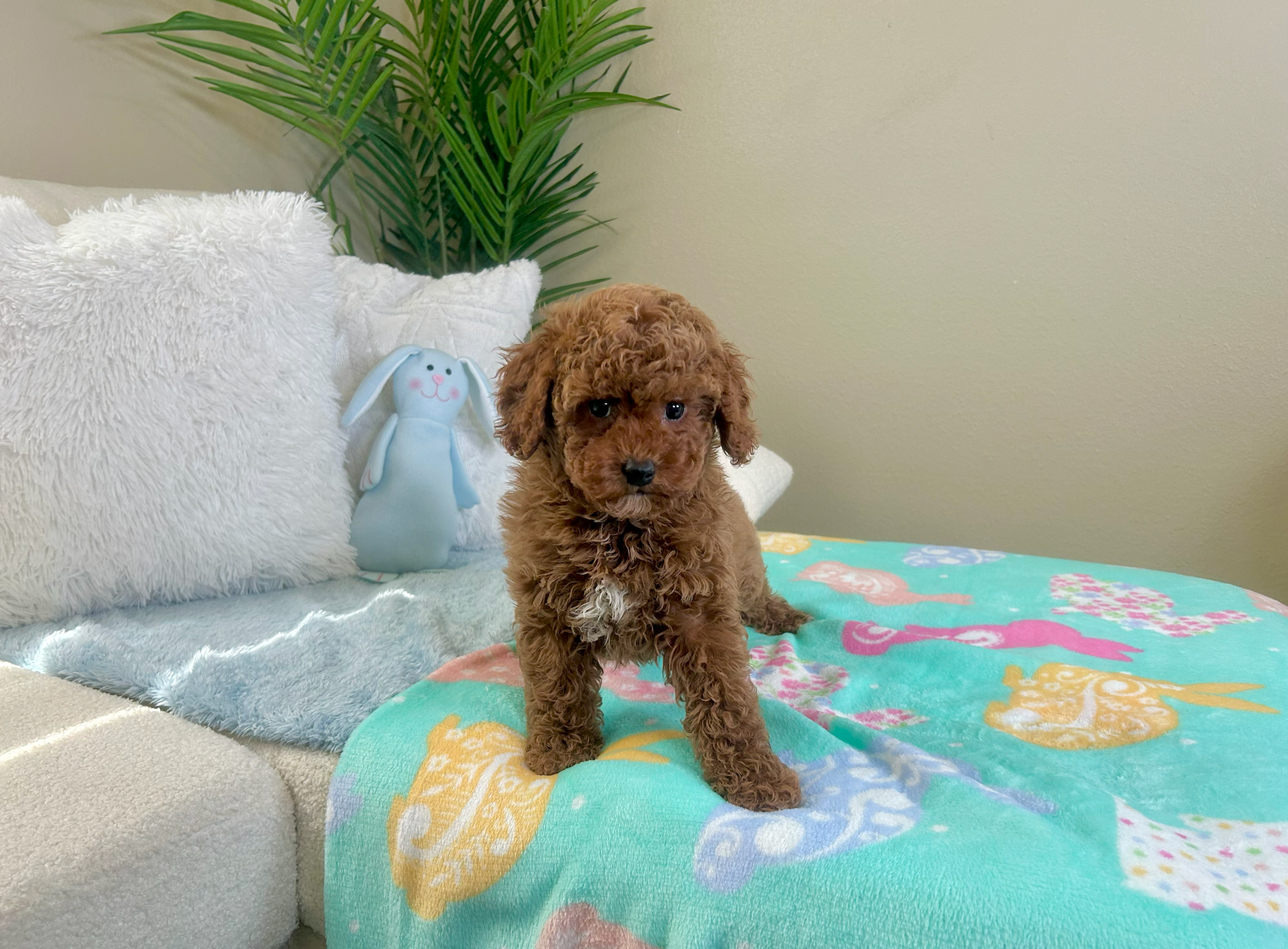 Cute Cavapoo Poodle Mix Pup