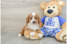 Playful Cavapoodle Poodle Mix Puppy