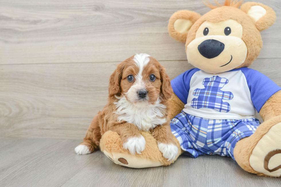 Playful Cavapoodle Poodle Mix Puppy