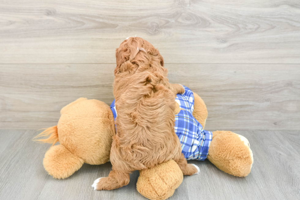 Energetic Cavoodle Poodle Mix Puppy