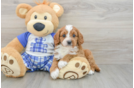 Cavapoo Puppy for Adoption
