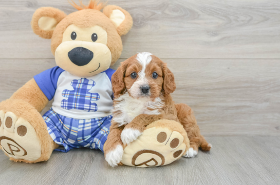 Cavapoo Puppy for Adoption