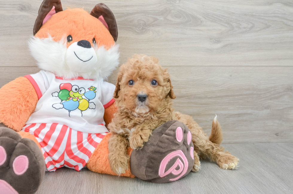 6 week old Cavapoo Puppy For Sale - Lone Star Pups