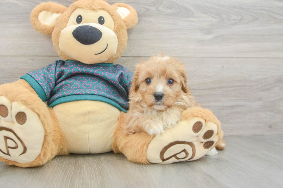 6 week old Cavapoo Puppy For Sale - Lone Star Pups