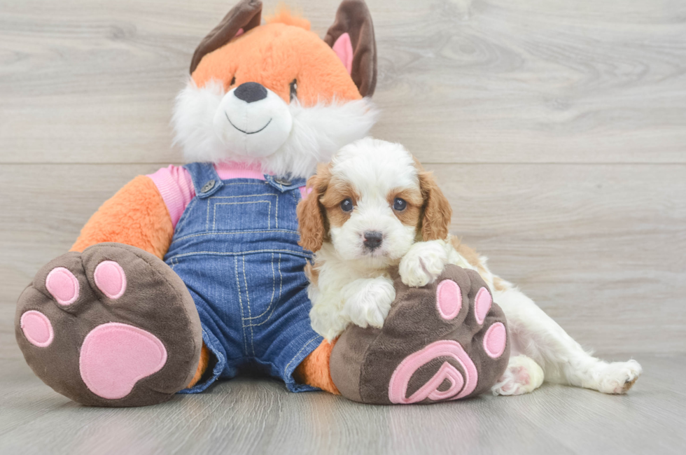 5 week old Cavapoo Puppy For Sale - Lone Star Pups