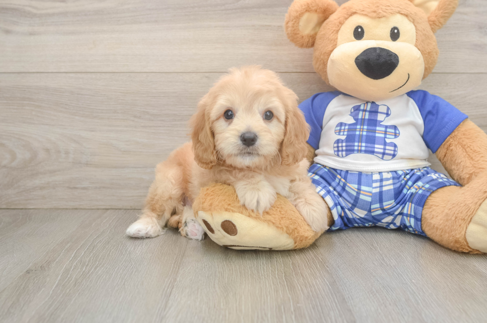 6 week old Cavapoo Puppy For Sale - Lone Star Pups