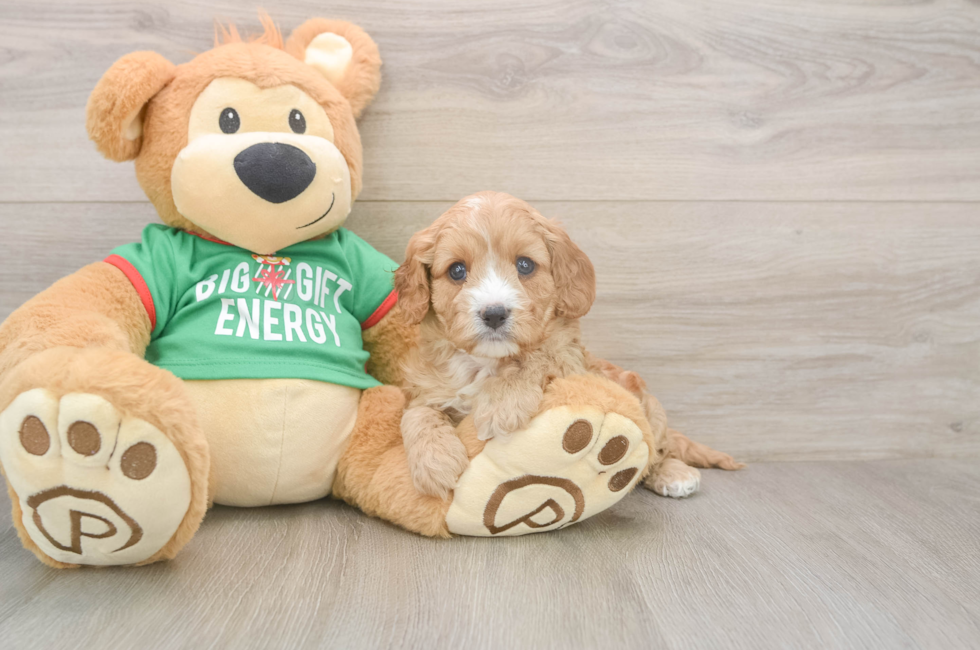 5 week old Cavapoo Puppy For Sale - Lone Star Pups