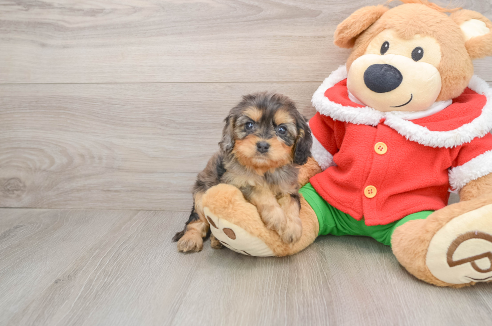 5 week old Cavapoo Puppy For Sale - Lone Star Pups
