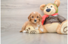 Cavapoo Puppy for Adoption