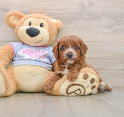 6 week old Cavapoo Puppy For Sale - Lone Star Pups