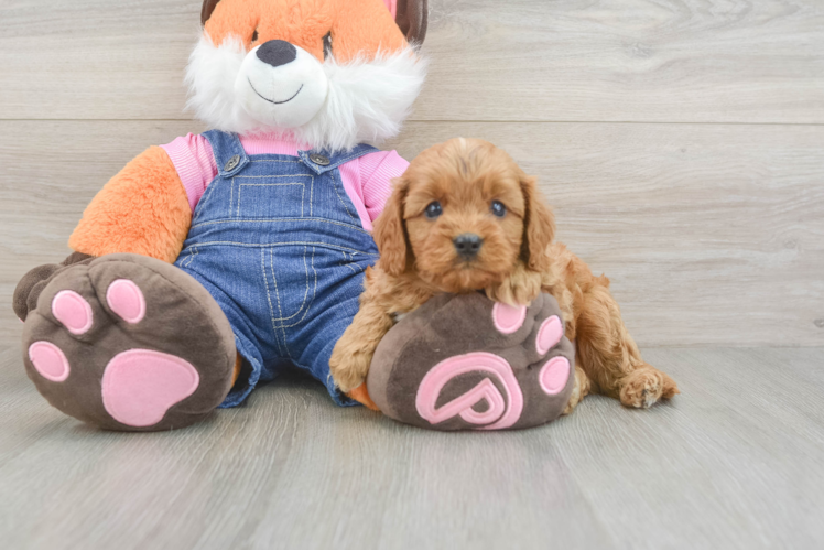 Best Cavapoo Baby